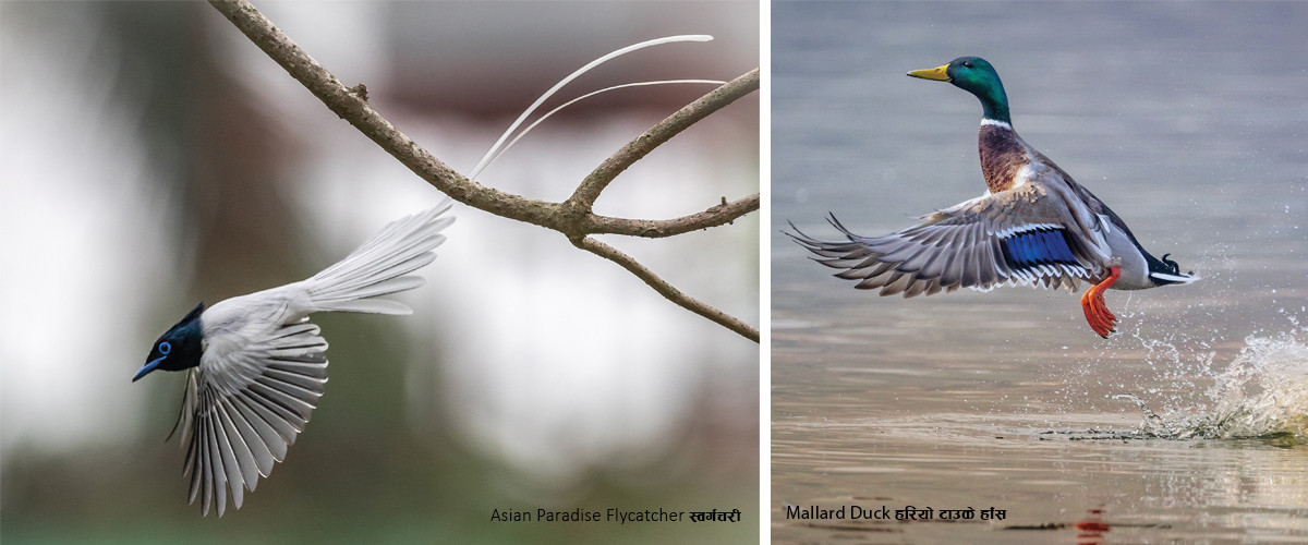 Nepal Bird Watching